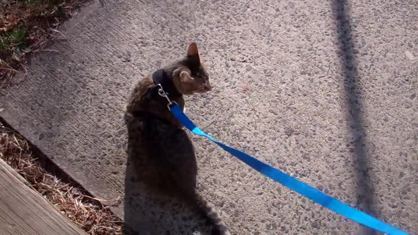 How to train your cat to walk on a leash