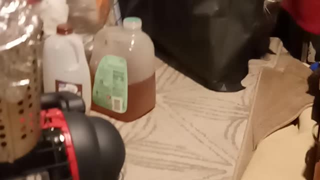 Crazy polydactyl cat peeping on me