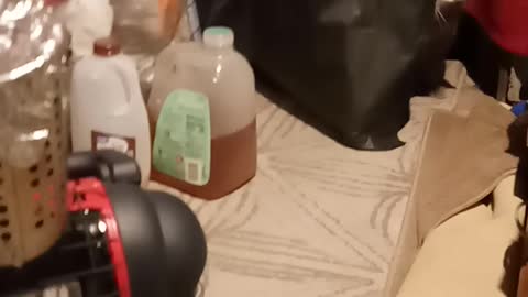 Crazy polydactyl cat peeping on me