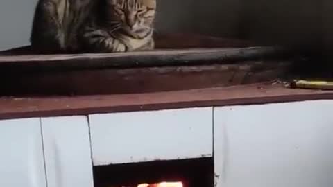 The cat warms up on the stove