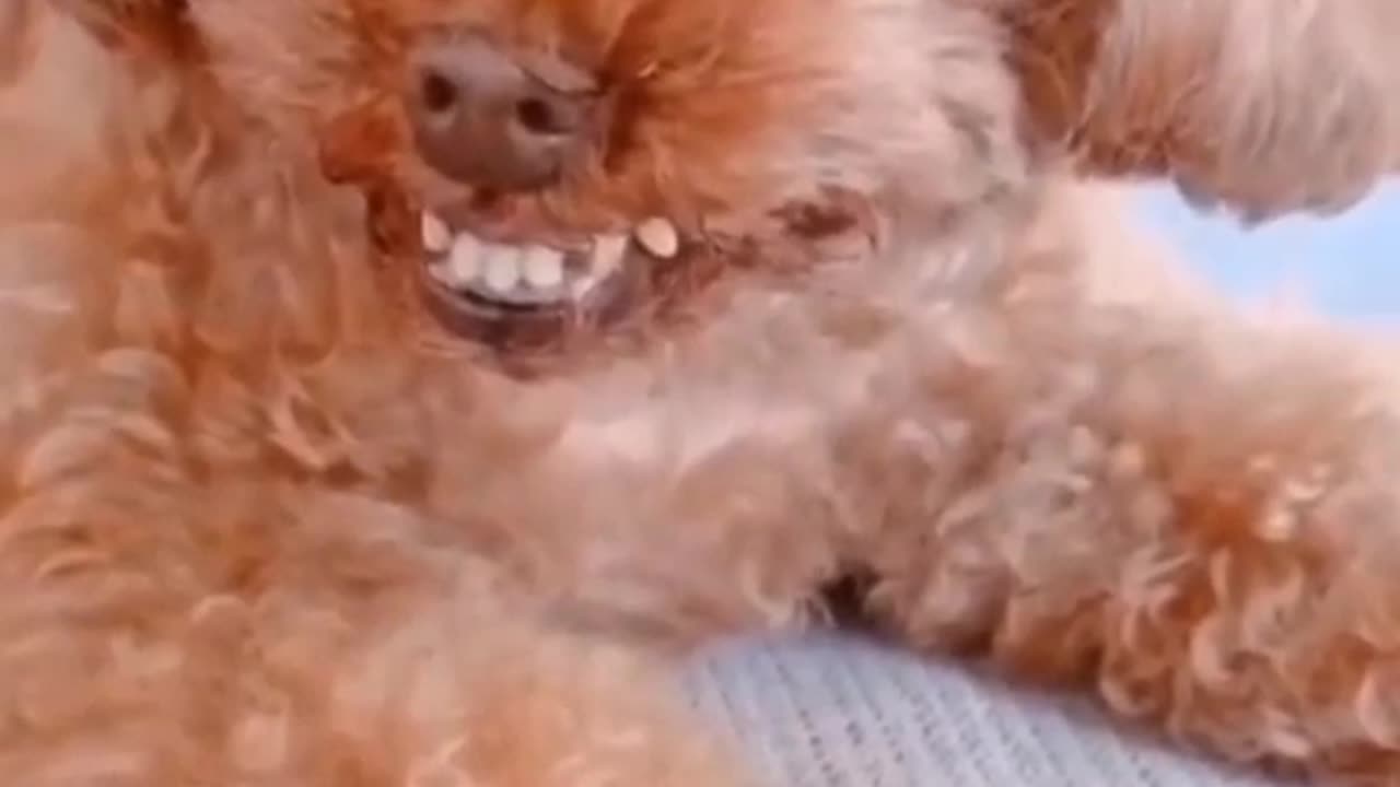 dog smile