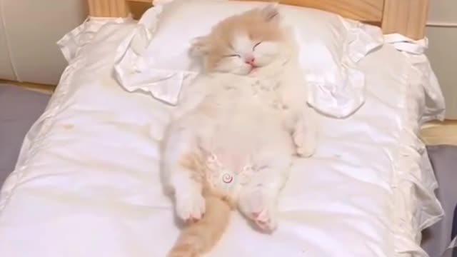 Baby cat sleeping in Master bed #005