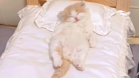 Baby cat sleeping in Master bed #005