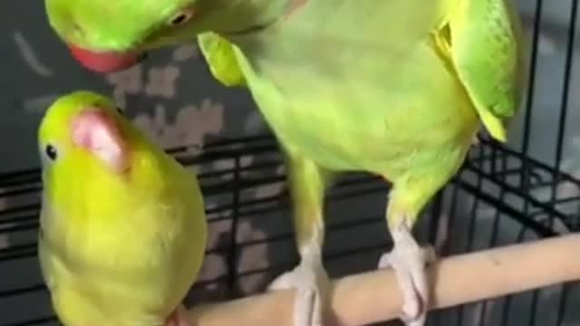 Smart Parrot Talking - Funny Parrot Video 2022 | Pets Island