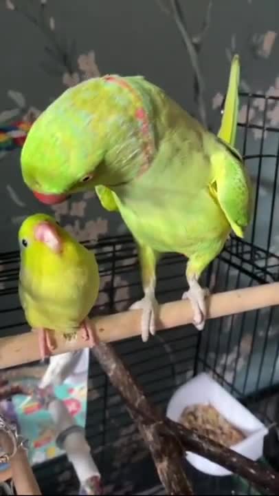 Smart Parrot Talking - Funny Parrot Video 2022 | Pets Island