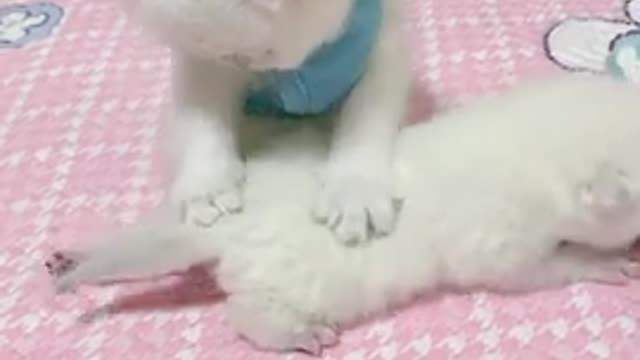 OMG So Cute Cats, Best Funny Cat