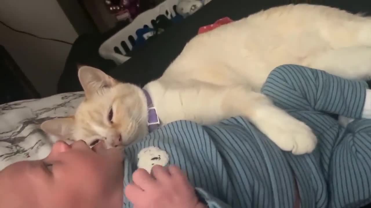baby and pet funny video