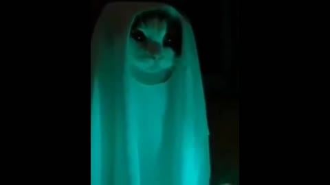 Omg- cute cat gost funny🤣🤣🤣