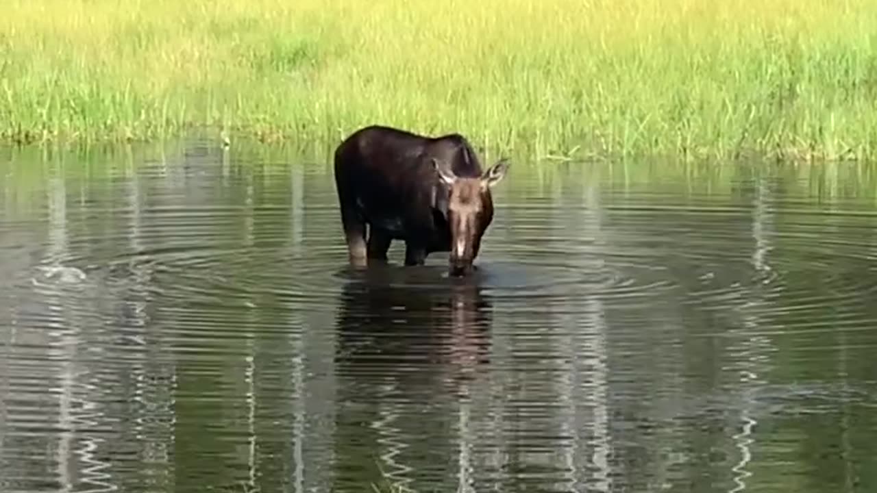 Majestic Moose of Grand Teton | Wildlife Encounter in 4K