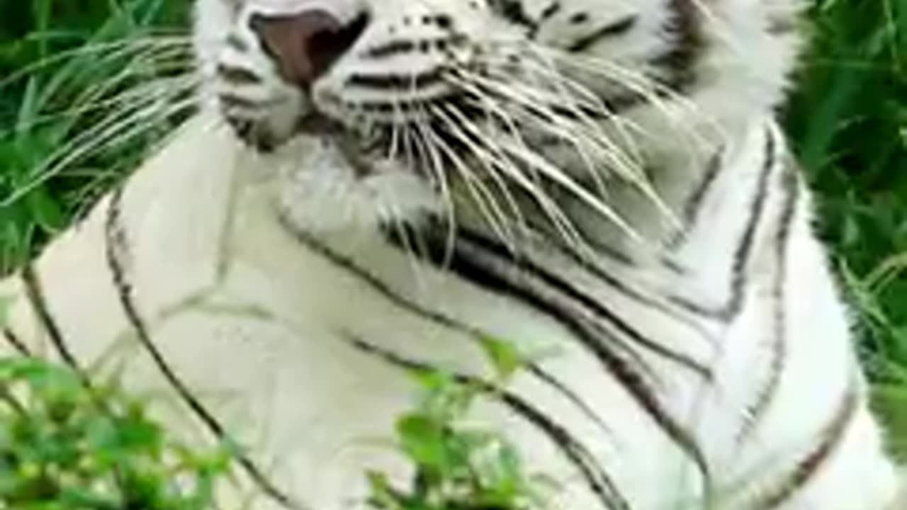 Cute tiger babies enjoying there wildlife
