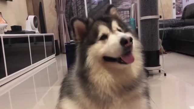 The dog moves his head when he heard the sound of a plane