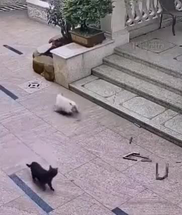 funny video // dog attacking a cat