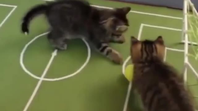 Cute Cats Playing Football 🤣🤣🤣