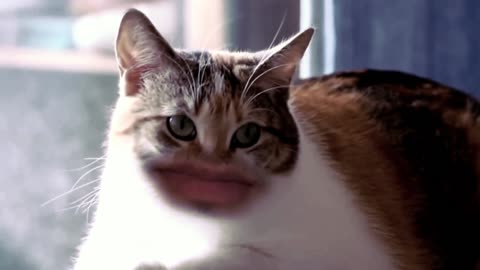 Cats with human mouths. I have never seen such a funny thing!