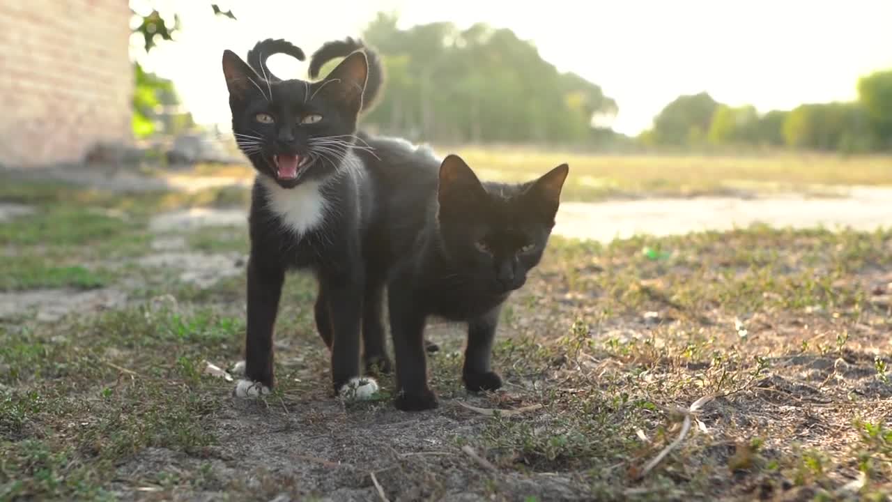 Portrait of homeless cute black and white kittens outside