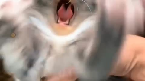 Funny Cat Complication