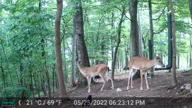 The Woods - 05/26/2022