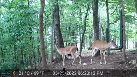 The Woods - 05/26/2022