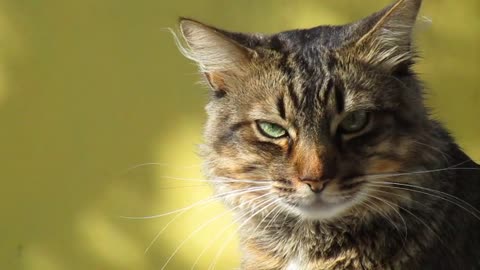 Green Eye Cat