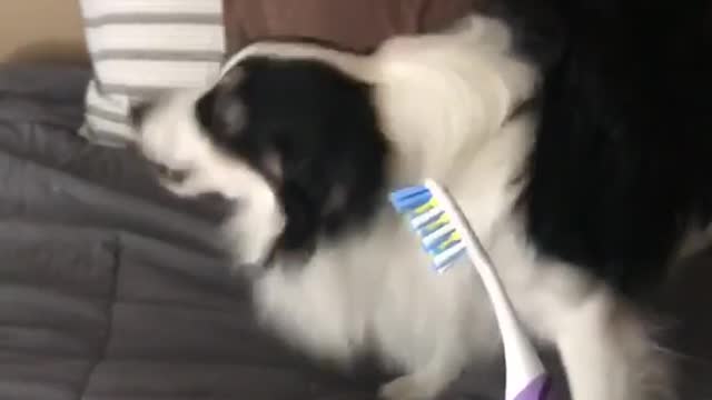 Australian shepherd dog scared of electric tooth brush