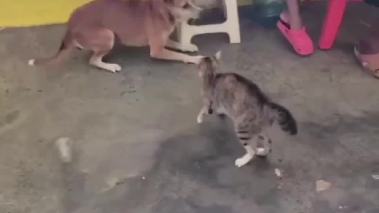 Dog🐕 & 🐈 cat