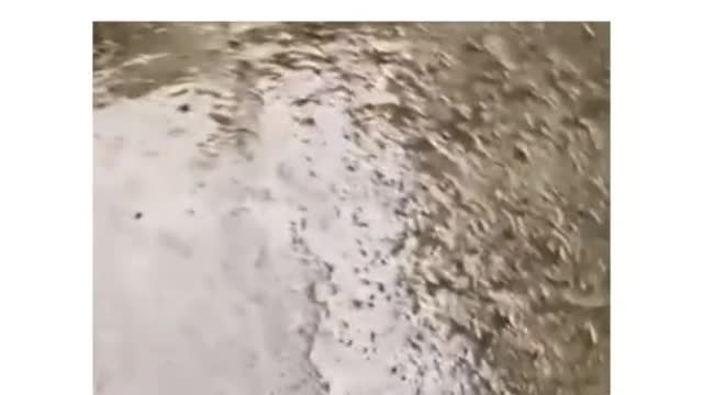Que feo que se escuchan las ranas de mi barrio