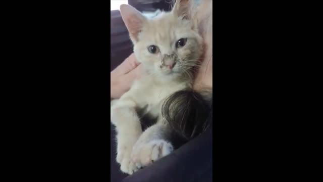 Tiny kitten cuddling and hugging caretaker