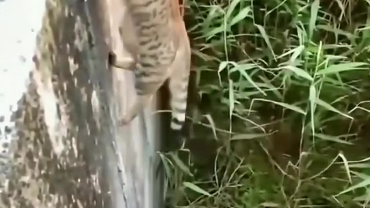 Funny animals