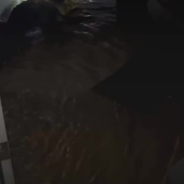 Watch a giant crocodile enter this man's house came with a hurricane Milton Florida