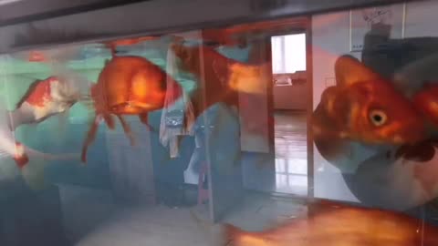 The goldfish