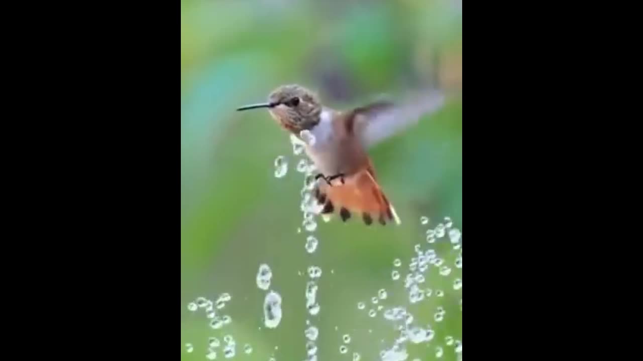 Beautiful hamming bird with beautiful recitation