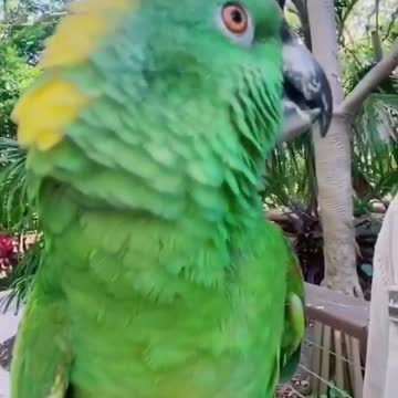 A parrot is tweeting words😂👇