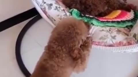🤣 Funny dog videos try not to Laugh clean 🤣
