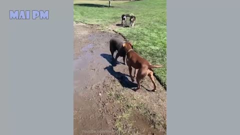 Funny Dog Video