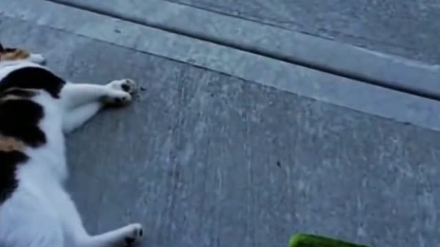 It's for unhappy, funny cat videos