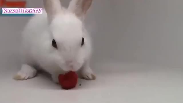 Parrot's best friend is this sweet and gentle rabbits.