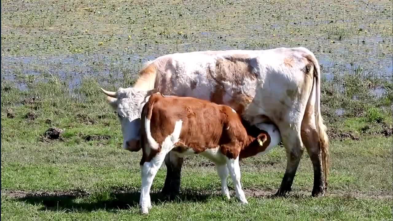 Animals Nursing Their Babies