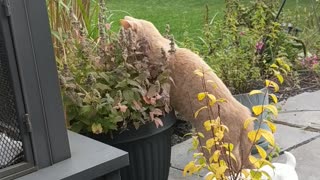 Thanks for the catnip!