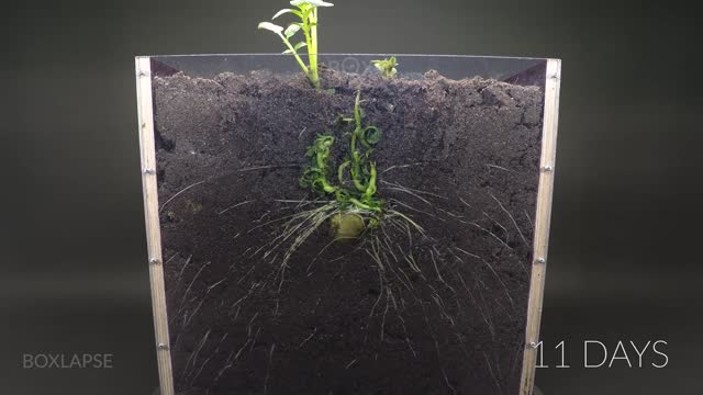 Potato Growing Underground Time Lapse - 92 Days