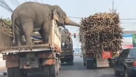 Cute Elephant stealing Sugar cane