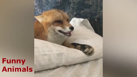 The pillow was torn by a fox