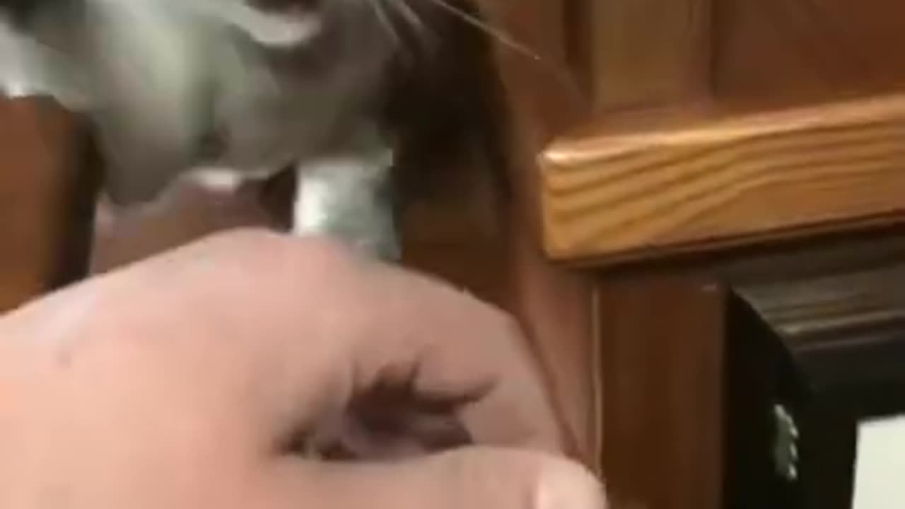 Cute cat playing