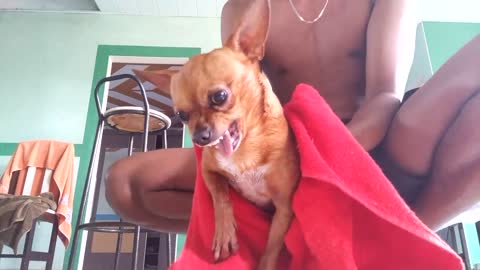 angry dog ​​in the bath