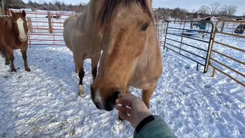 4 pregnant mares from KS kill pen