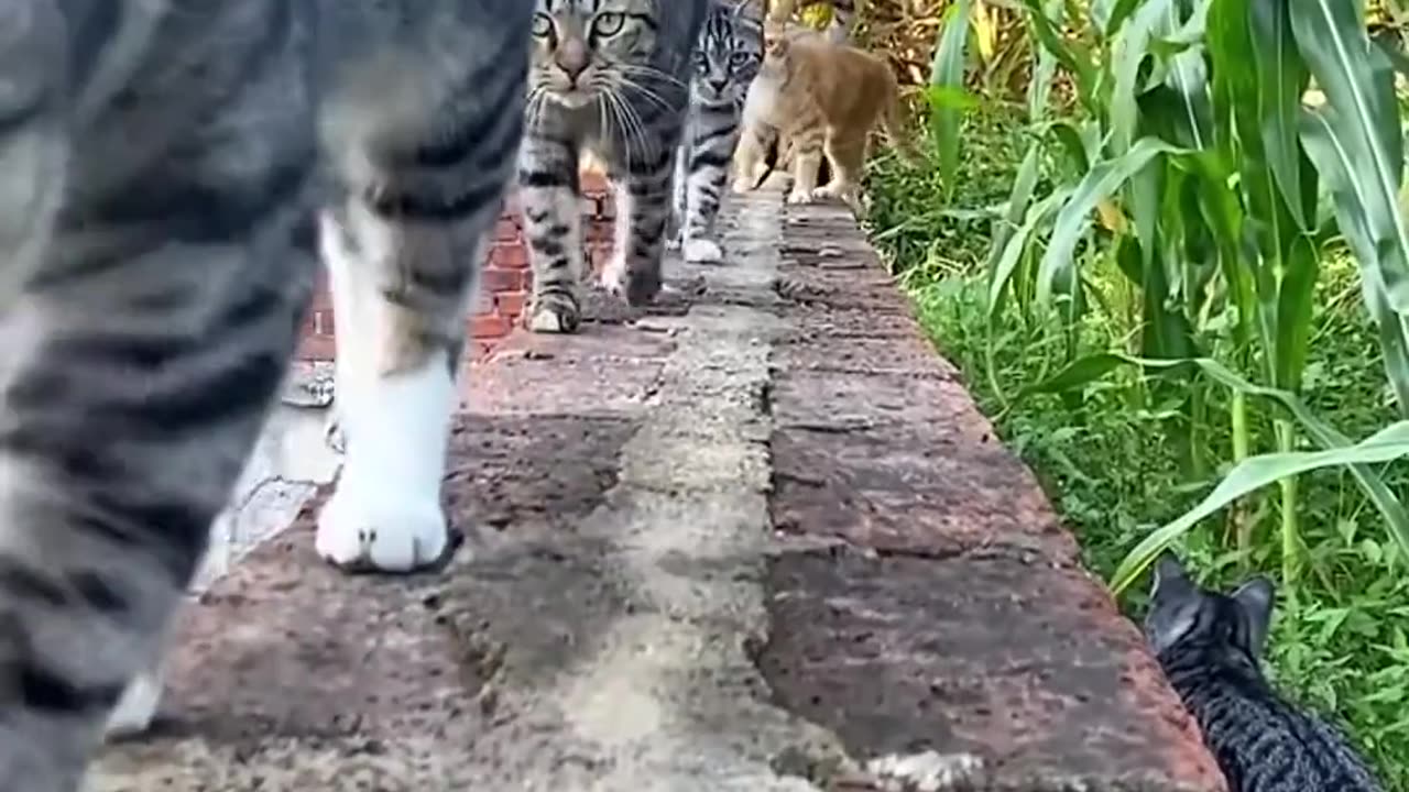 😻🐶