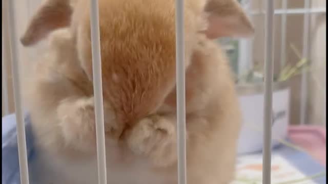 Rabbit who loves to wash his face