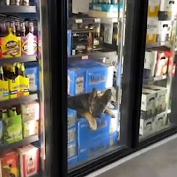 This crazy dog was in the fridge.