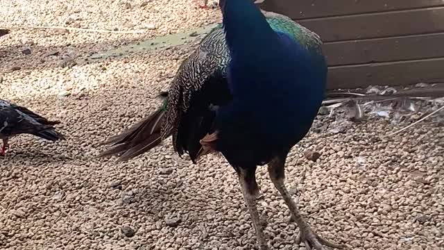 This peacock is the biggest one I have ever seen