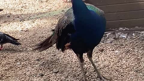 This peacock is the biggest one I have ever seen