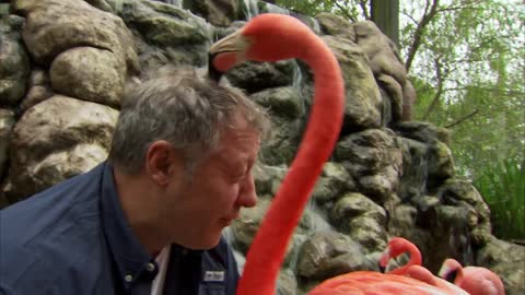 Funny Flamingo Takes on Martin Kratt Beak-First!